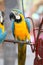 Macro photo of nature blue macaw parrots