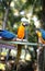 Macro photo of nature blue macaw parrots