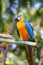 Macro photo of nature blue macaw parrots