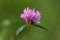 Macro photo nature field blooming red clover flower
