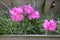 Macro photo nature flower of blooming light carnation. Image of a blooming carnation plant. Selective focus