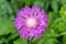 Macro photo of nature flower Centaurea dealbata. Ð†mage of a plant blooming. Top view, close up.