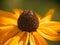 Macro photo of nature flower pink with yellow Arctotis African Daisy.