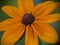 Macro photo of nature flower pink with yellow Arctotis African Daisy