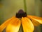 Macro photo of nature flower pink with yellow Arctotis African Daisy.