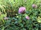 Macro photo nature flower red clover. Background texture of round fluffy blooming clover flower. The image of a plant blooming