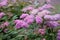 Macro photo of nature flowering bush Spiraea. Spirea shrub wallpaper.