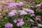 Macro photo of nature flowering bush Spiraea. Spirea shrub wallpaper.