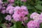 Macro photo of nature flowering bush Spiraea. Spirea shrub wallpaper.