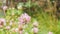 Macro photo of nature plant flower clover. Background texture of a blooming wild flower clover. Image of field red