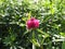 Macro photo of nature plant flower clover. Background texture of a blooming wild flower clover. Image of field red flower clover