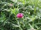 Macro photo of nature plant flower clover. Background texture of a blooming wild flower clover. Image of field red flower clover