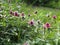 Macro photo of nature plant flower clover. Background texture of a blooming wild flower clover. Image of field red flower clover