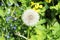 Macro Photo of nature white flowers blooming dandelion. Background blooming bush of white fluffy dandelions. Dandelion field