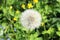 Macro Photo of nature white flowers blooming dandelion blured background. Background blooming bush of white fluffy dandelions.