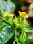 Macro photo of Node weed also known Synedrella nodiflora, synderella weed with a natural background.