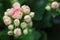Macro photo od delicate pink kalanchoe flowers