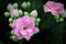 Macro photo od delicate pink kalanchoe flowers