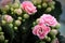 Macro photo od delicate pink kalanchoe flowers