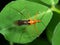 Macro Photo of Orange Assassin Bug on Green Leaf