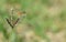 Macro photo of an orange and black flower fly on a weed