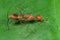 Macro Photo of Orange Stilt-legged Fly on Green Leaf