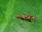 Macro Photo of Orange Stilt-legged Fly on Green Leaf