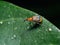 Macro Photo of Orange Weevil on Green Leaf