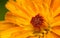 A macro photo of an orange and yellow Fox-and-cubs Wild flower