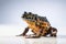 Macro photo of oriental fire-bellied toad with bokeh effect art