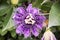 Macro photo of Passiflora incarnata, natural scene