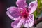 Macro photo of a peach blooming. Spring flower is pink. Orchard