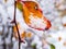 Macro photo of perfect, distinct real geometrical snowflake on a bright yellow and red autumn leaf on white background