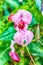 Macro photo of a pink aconite flower