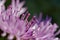 Macro photo of a pink cornflower; diagonal orientation; abstract qualities