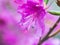 Macro photo of a pink flower with long stamens