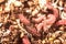 Macro photo pink red maggots. Image background fishing bait pink worms fruit fly maggots