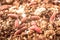 Macro photo pink red maggots. Image background fishing bait pink worms fruit fly maggots