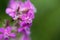 Macro photo of the pink Silene atropurpurea