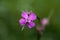 Macro photo of the pink Silene atropurpurea