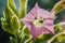 Macro Photo of Pink Tobbaco Flower in the Garden