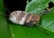 Macro Photo of Planthopper on Green Leaf