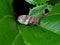 Macro Photo of Planthopper on Green Leaf