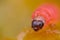 Macro photo of a plum worm