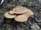 Macro photo of Polyporus squamosus on the ground