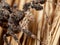 Macro Photo of Portia Jumping Spider on a Broom