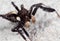 Macro Photo of Portia Jumping Spider on The Floor