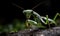 macro photo of Praying Mantis insect in its natural habitat outdoors. close up photography. Generative AI