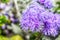 Macro photo of a purple flower ageratum