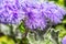 Macro photo of a purple flower ageratum